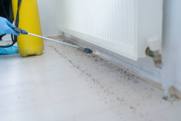 Best Termite Control Services  in San Dimas, CA